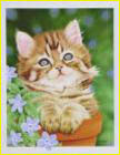 peinture à l'aérographe représentant dans un pot de fleur un chaton qui nous regarde de ses grands yeux verts