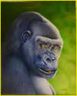 tête de gorille mâle qui nous regarde sans agressivité sur un fond vert représentant le flou de la forêt