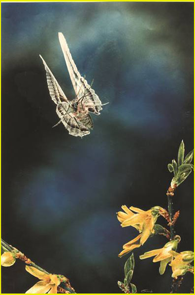 Peinture sur papier à l'aérographe d'un papillon de nuit volant au-dessus de fleurs jaunes sous un ciel bleu nuit nuancé